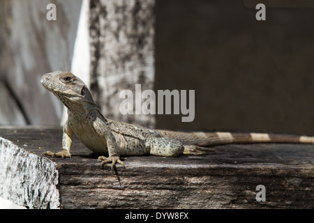 Nero immaturi (Iguana Ctenosaura similis) Foto Stock