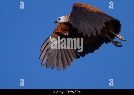 Adulto Black Hawk a collare (Busarellus nigricollis) in volo Foto Stock