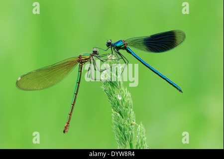 Nastrare Demoiselle (Calopteryx splendens, Agrion splendens), coppia, Nord Reno-Westfalia, Germania Foto Stock