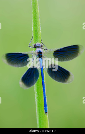 Nastrare Demoiselle (Calopteryx splendens, Agrion splendens), maschio, Renania settentrionale-Vestfalia, Germania Foto Stock