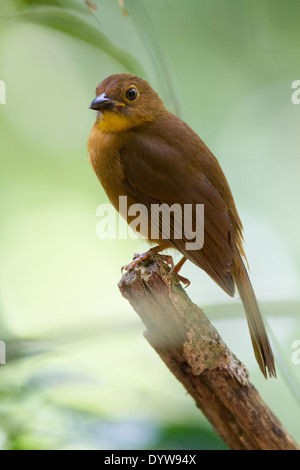 Femmina rosso-throated Ant-tanager (Habia fuscicauda) Foto Stock