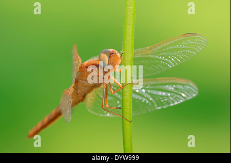 Scarlet Dragonfly, Scarlet Darter, ampia Scarlet o Libellula rossa (Crocothemis erythraea), capretti, maschio Foto Stock