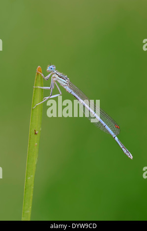 White-gambe o Damselfly Blue Featherleg (Platycnemis pennipes), maschio, Renania settentrionale-Vestfalia, Germania Foto Stock
