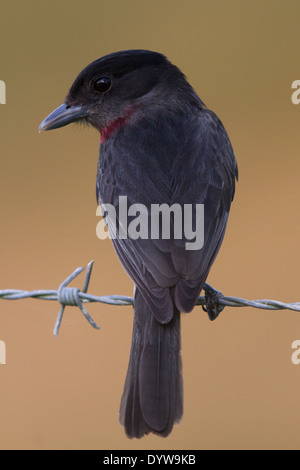 Rose-throated Becard (Pachyramphus aglaiae) Foto Stock