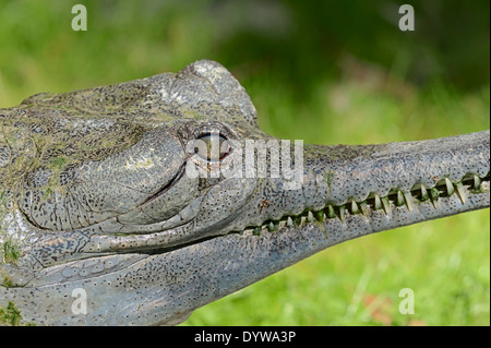 Gharial indiano, Gavial o Fish-eating Crocodile (Gavialis gangeticus), specie gravemente minacciate specie, India Foto Stock