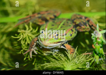 Rana verde comune rana di acqua o la Rana Verde (Rana esculenta, Pelophylax kl. esculentus), maschio, Renania settentrionale-Vestfalia, Germania Foto Stock