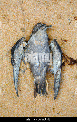 Gabbiano morto giacente nella sabbia Foto Stock