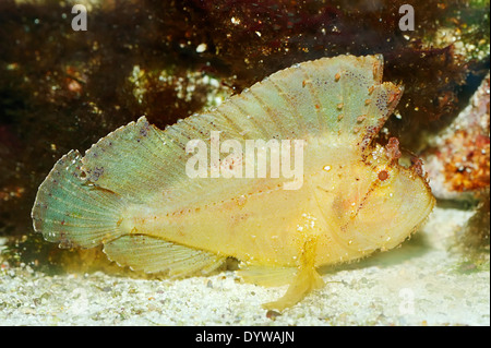 Pesci balestra, scorfani foglia o Paperfish (Taenianotus triacanthus) Foto Stock