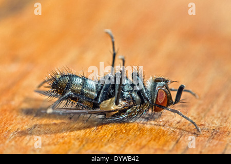 Morto casa comune volare / (housefly Musca domestica) giacente sulla sua schiena Foto Stock