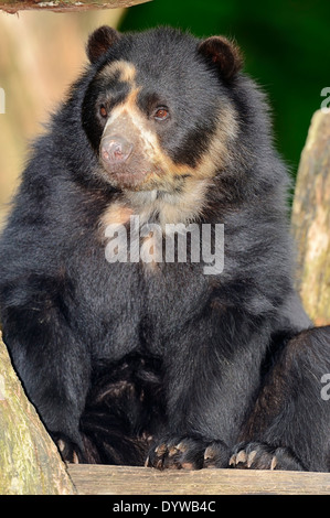 Spectacled orso o orso andino (Tremarctos ornatus) Foto Stock