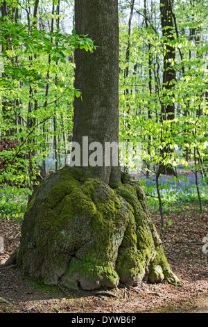 Burl / burr / bur, sviluppo arrotondato sul faggio (Fagus sylvatica) tronco di albero nella foresta Foto Stock