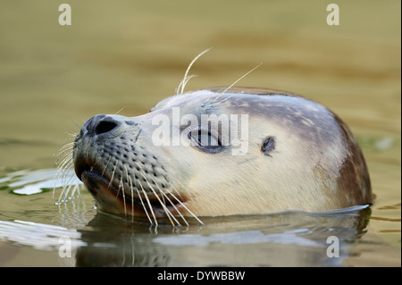 Porto di tenuta o guarnizione comune (Phoca vitulina), capretti Foto Stock