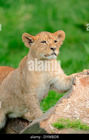 Leone africano (Panthera leo), cub Foto Stock