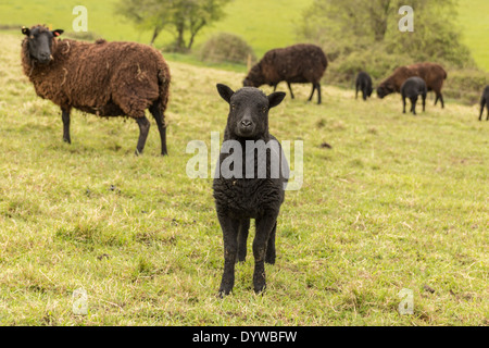Nero razza rara agnello guardando nella telecamera che circonda da amici. Foto Stock