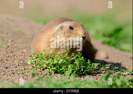 Nero-tailed Prairie Dog (Cynomys ludovicianus) Foto Stock