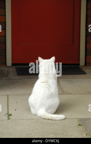 Cat in attesa al di fuori della porta anteriore Foto Stock