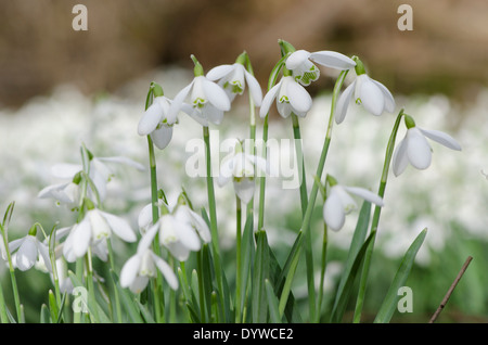 Snowdrop (Galanthus nivalis) ammassato nella vecchia hazel ceduo nelle vicinanze del Petworth, West Sussex, Regno Unito. Febbraio. Foto Stock