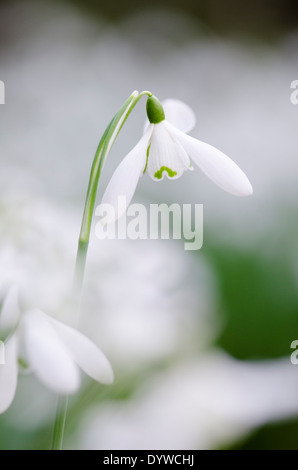 Snowdrop (Galanthus nivalis) ammassato nella vecchia hazel ceduo nelle vicinanze del Petworth, West Sussex, Regno Unito. Febbraio. Foto Stock