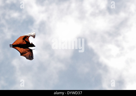 Frutta gigante bat ( Pteropus giganteus), Peradeniya, Sri Lanka Foto Stock