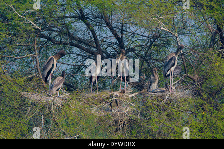 I capretti cicogne dipinta nei loro nidi Foto Stock