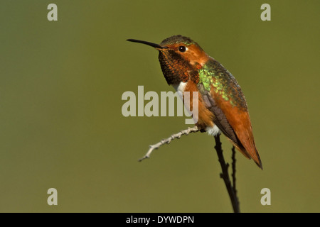 Allen Hummingbird - Selasphorus sasin - maschio adulto Foto Stock