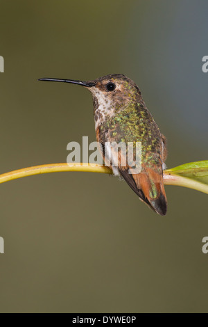 Allen Hummingbird - Selasphorus sasin - femmina adulta Foto Stock