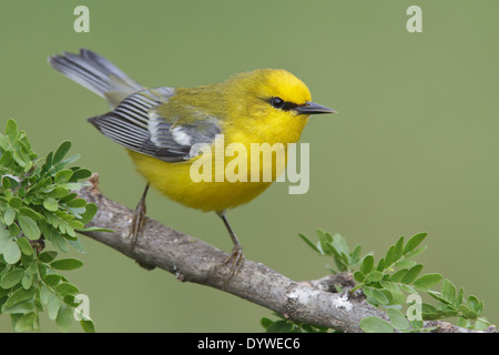 Blu-winged trillo - Vermivora cyanoptera - maschio adulto Foto Stock