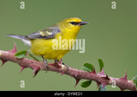 Blu-winged trillo - Vermivora cyanoptera - femmina adulta Foto Stock