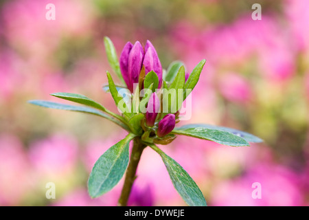 Rosa boccioli Rhodoendron in primavera. Foto Stock