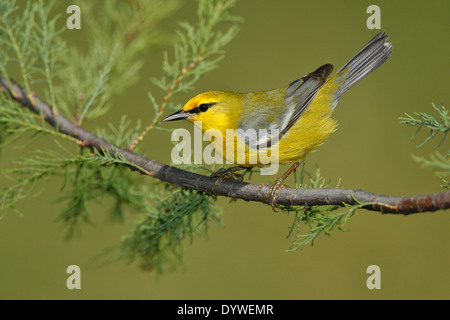 Blu-winged trillo - Vermivora cyanoptera - femmina adulta Foto Stock