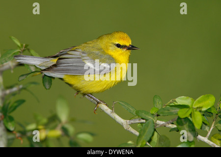 Blu-winged trillo - Vermivora cyanoptera - femmina adulta Foto Stock