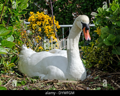 Cigno seduta sul nido Foto Stock