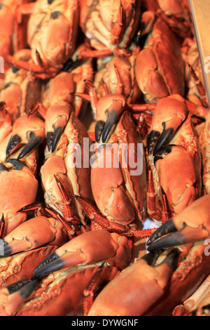 Cuocere i granchi di mare (Cancer pagurus) Foto Stock