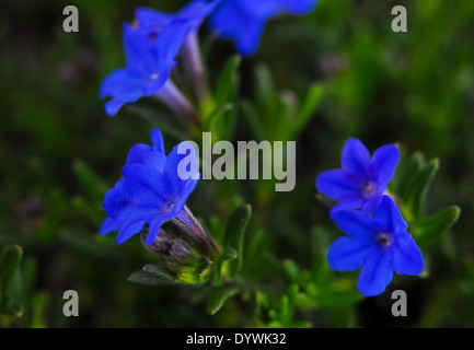 Celeste fiori blu Foto Stock