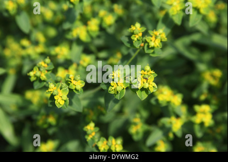 Euphorbia oblongata uovo Euforbia foglia close up di impianto Foto Stock