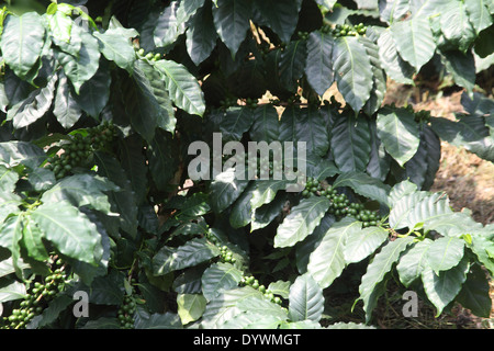 La Coffea Arabica Coffee close up della boccola Foto Stock