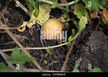 Brassica rapa " Golden Ball' Rapa ravvicinata di una radice maturo Foto Stock
