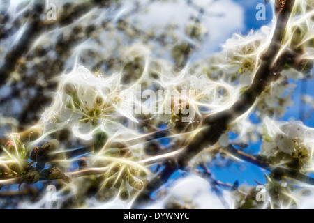 Abstract sfondo floreale di fiori bianchi Foto Stock