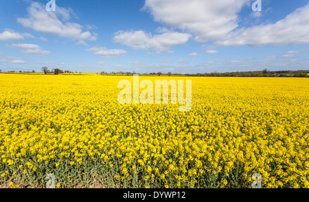 Il giallo intenso dei fiori di un campo di colza contro il cielo blu, St Albans, Hertfordshire, Inghilterra, Regno Unito. Foto Stock