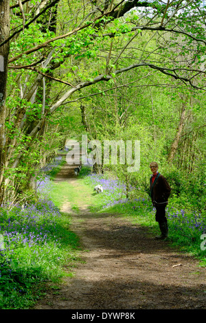 Bluebell percorso attraverso Brede alta boschi bosco UK A MOLLA Foto Stock