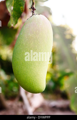 Close up di mango su un albero di mango Foto Stock