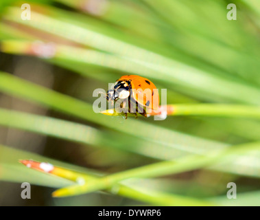 Riprese macro di lady bug sulla foglia Foto Stock