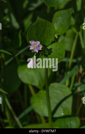 Fiori e fogliame di Purslane rosa / Montia sibirica - le foglie del quale sono commestibili come un cibo foraged. Rovistando e sala da pranzo sul concetto di selvatico. Foto Stock