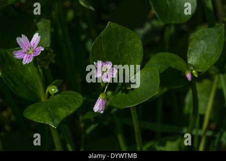 Fiori e fogliame di Purslane rosa / Montia sibirica - le foglie del quale sono commestibili come un cibo foraged. Rovistando e sala da pranzo sul concetto di selvatico. Foto Stock