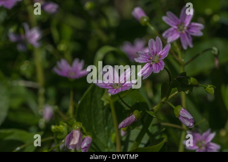 Fiori e fogliame di Purslane rosa / Montia sibirica - le foglie del quale sono commestibili come un cibo foraged. Rovistando e sala da pranzo sul concetto di selvatico. Foto Stock