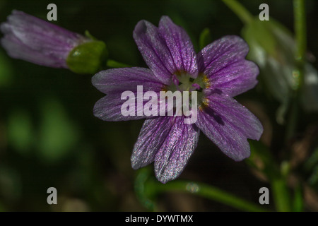 Fiori e fogliame di Purslane rosa / Montia sibirica - le foglie del quale sono commestibili come un cibo foraged. Rovistando e sala da pranzo sul concetto di selvatico. Foto Stock