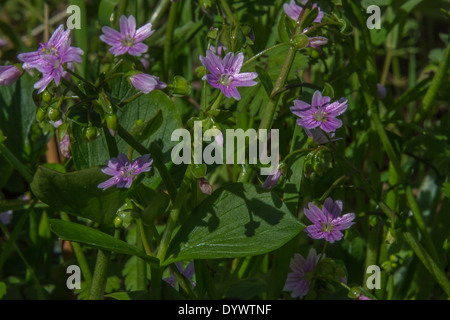 Fiori e fogliame di Purslane rosa / Montia sibirica - le foglie del quale sono commestibili come un cibo foraged. Rovistando e sala da pranzo sul concetto di selvatico. Foto Stock