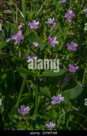 Fiori e fogliame di Purslane rosa / Montia sibirica - le foglie del quale sono commestibili come un cibo foraged. Rovistando e sala da pranzo sul concetto di selvatico. Foto Stock