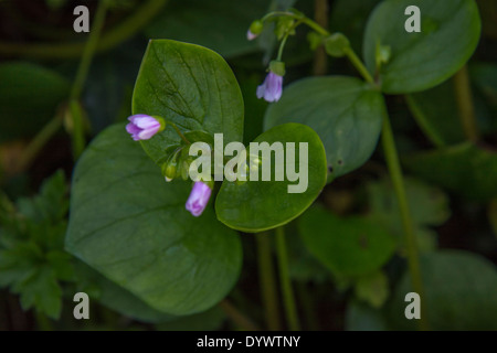 Fiori e fogliame di Purslane rosa / Montia sibirica - le foglie del quale sono commestibili come un cibo foraged. Rovistando e sala da pranzo sul concetto di selvatico. Foto Stock