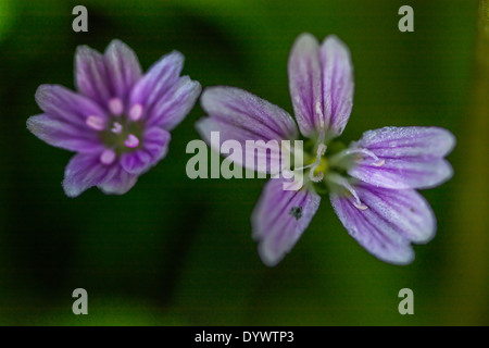 Fiori di colore rosa - Purslane Claytonia / Montia sibirica (aprile). Rovistando e sala da pranzo sul concetto di selvatico. Foto Stock